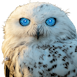 OwlAI AI Assistant logo